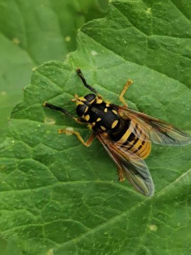 Temnostoma meridionale